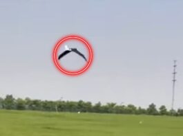 La Chine présente ses derniers-nés high-techs et une nouvelle catégorie de drones ornithoptères capables de noyer le ciel à la manière des oiseaux